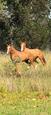 Wild Brumbies/ Horses for sale (photo 1)