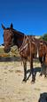 Standardbred Gelding (photo 1)
