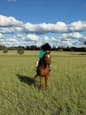 Friendly Welsh Riding Pony (photo 1)