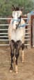 Appaloosa Filly (snow white) (photo 1)
