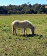 MINIATURE MARE (photo 3)