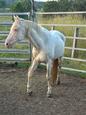 Cremello stallion (photo 3)