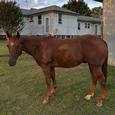 4yo Registered quarter horse gelding. By highway to hell. (photo 2)
