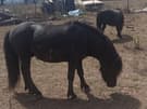 Free Mini Horses (photo 3)