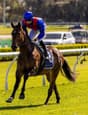 Horse 6yo Gelding
