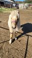 Palamino minature stallion (photo 1)