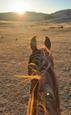 Wanted Horse