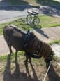 Horse cart suites around 11-12 hh +harness (photo 1)