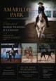 Horse Training/ Lessons
