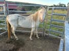 Cremello stallion (photo 2)