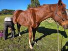 thoroughbred gelding stunning boy (photo 2)