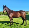 Thoroughbred gelding (photo 2)
