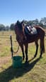 thoroughbred mare (photo 1)