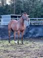 Gorgeous Irish Thoroughbred Gelding (photo 2)