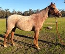 Red Roan Mare QH X (photo 2)