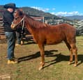 Unregistered Quarter Horse Colt (Cheeto) (photo 1)