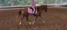 Riding pony (photo 2)