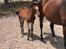 Free 2 Racehorse Broodmares (photo 1)