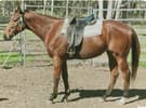 Lovely big TB gelding (photo 2)