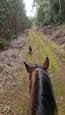 Bay Standardbred Gelding (photo 2)