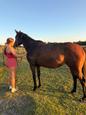 Quiet TB mare (photo 3)
