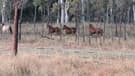 Wild Brumbies/ Horses for sale (photo 3)