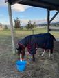 12hh Welsh Section B Mare Pony (photo 2)