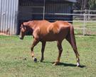 Thoroughbred gelding (photo 2)