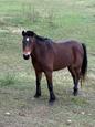 Bay brumby mare (photo 2)