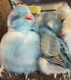 Two Male Parrotlets – Free to Loving Home | Birds | Gumtree Australia ...