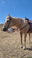 WANTED ANGLO ARABIAN