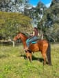 15 year old, 14hh quarter/stock horse (photo 2)