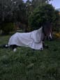 Marli 6 year old TB mare (photo 3)