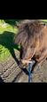 Shetland Pony (photo 2)