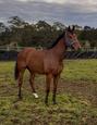 Gorgeous Irish Thoroughbred Gelding (photo 1)