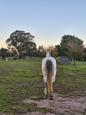 Stunning grey TB mare (photo 3)