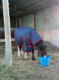 12hh Welsh Section B Mare Pony (photo 3)