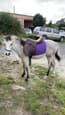 EIO: Purebred Welsh B Colt (photo 3)