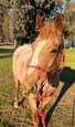 Red Roan Mare QH X (photo 3)