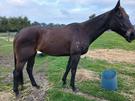 THB mare project (photo 1)