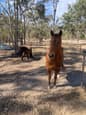 16 year old Quarter Horse gelding 15hh suit Confident Beginner (photo 1)