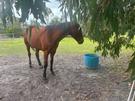 Horse for sale (photo 3)