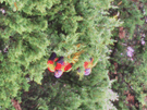 *Double take Tucan!* - Art in Eastwood NSW | Gumtree Australia