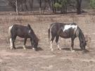 Free Mini Horses (photo 1)