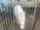 Ponies for sale (photo 2)