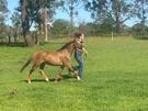 Welsh A Gelding, 3yr rising 4 (photo 1)