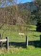 Palomino Tobiano Miniature Horse (photo 3)