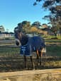 8 year old mare (photo 1)