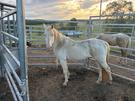 Cremello stallion (photo 1)