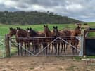 Registered rising 2 year old stock horse (photo 2)